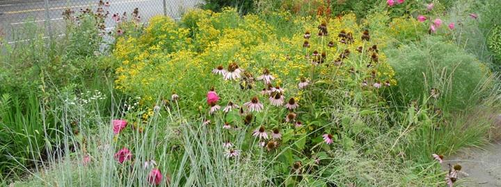 RainGarden