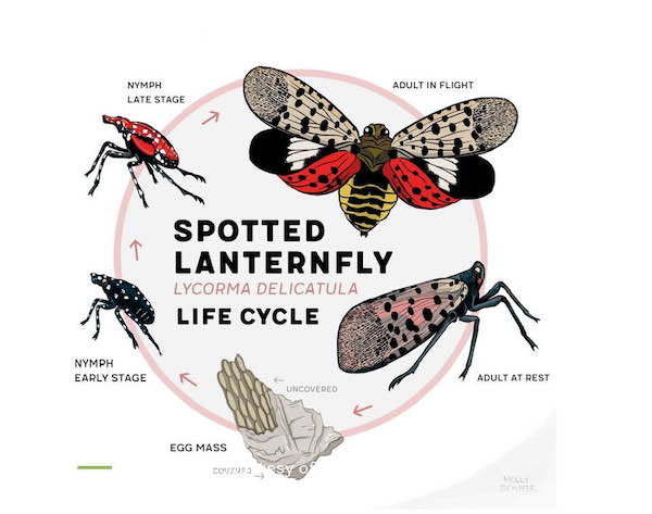 spottedlanternflies