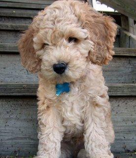 Cockapoo