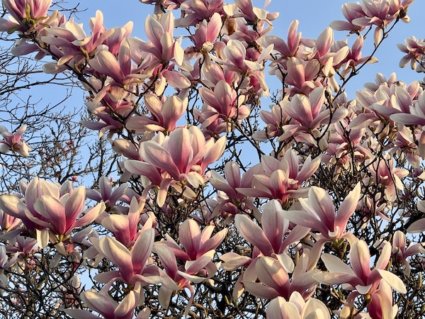 Magnolias