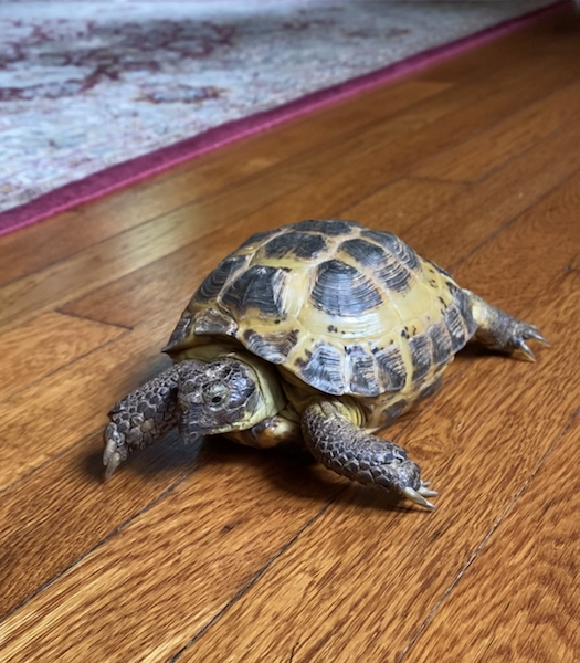 tortoise