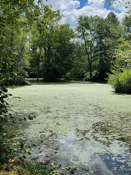 DuckPond