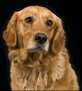 GoldenRetriever