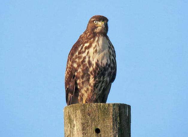 red tailed hawk on pole mike h resize2