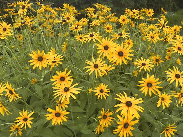 blackeyedsusans