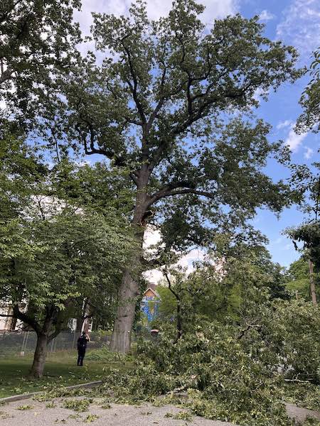 blackoakbrokenbranch