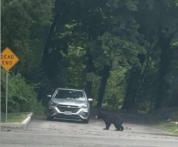 bearTompkins