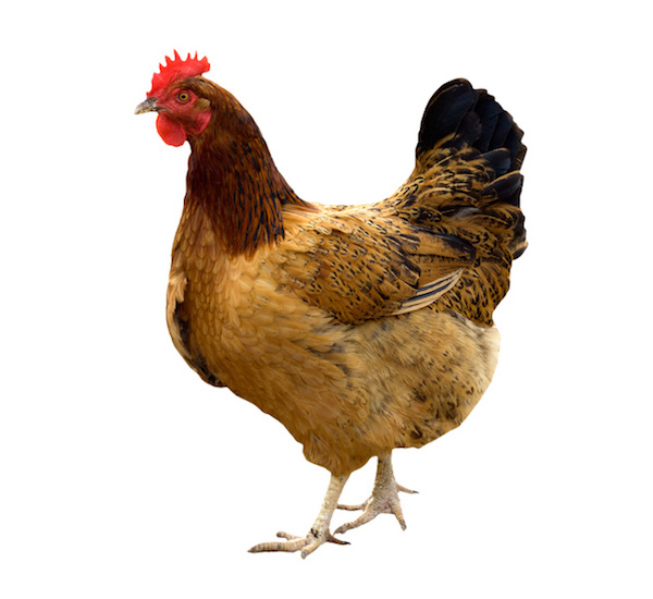 Hen