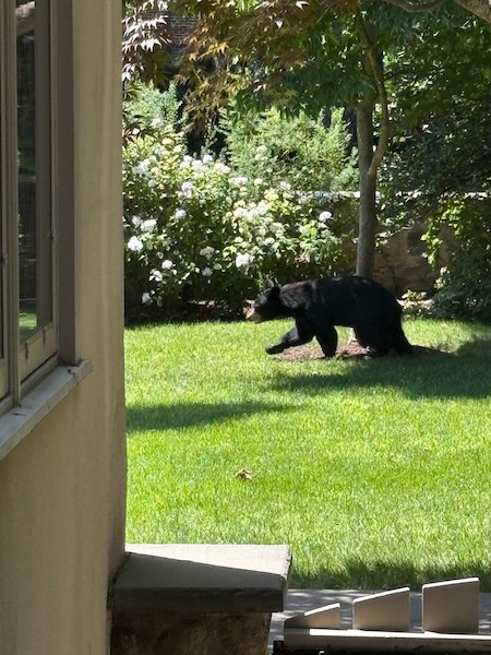 Bear2026a