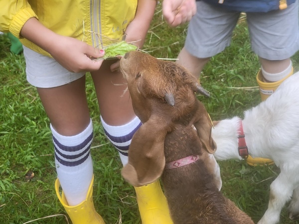 weinberggoat
