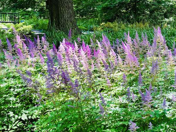 Astilbe