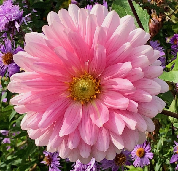Dahlia