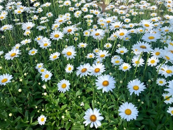 Daisies