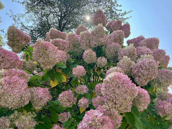 Hydrangeas Fall
