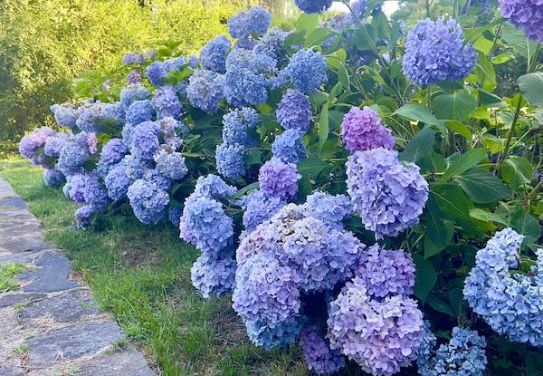 Hydrangeas