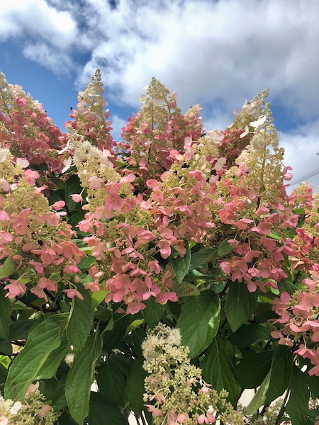 oakleafhydrangea