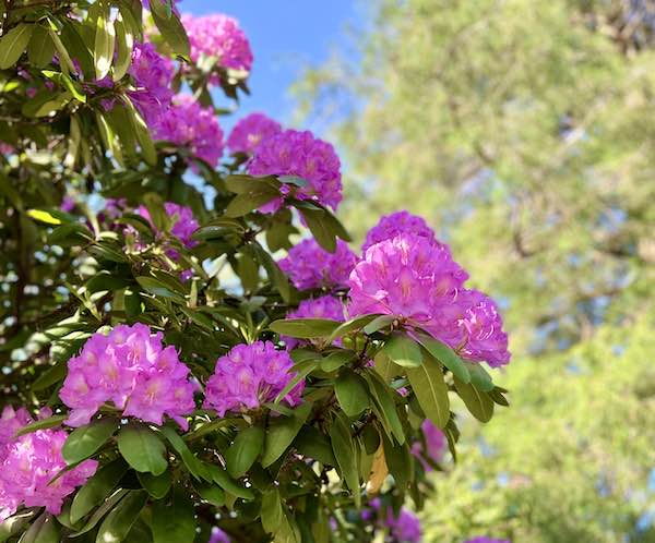 rhododendron