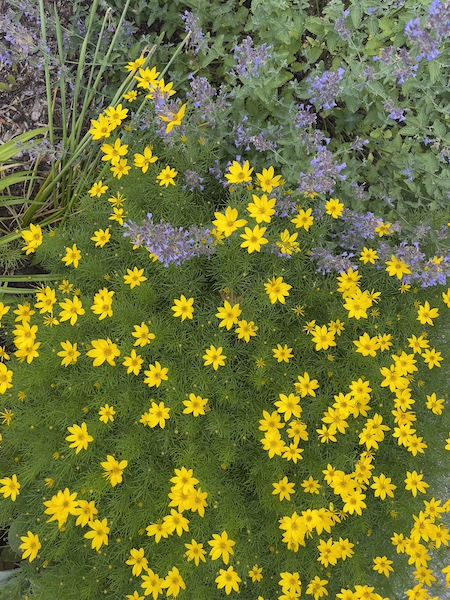 yellowflowers