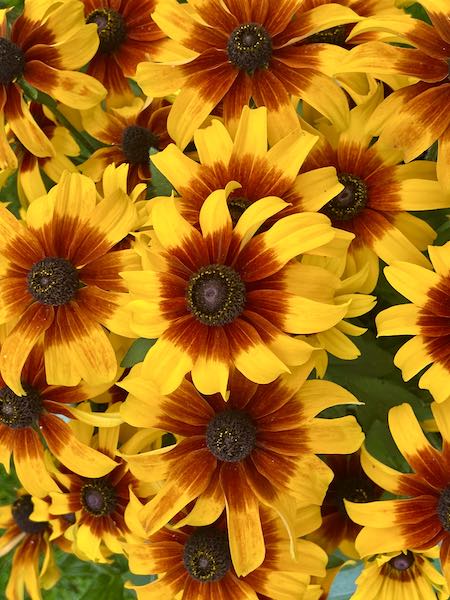 yellowflowers