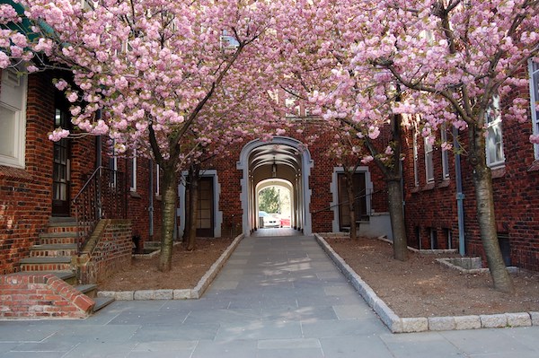 VillageCherryBlossoms