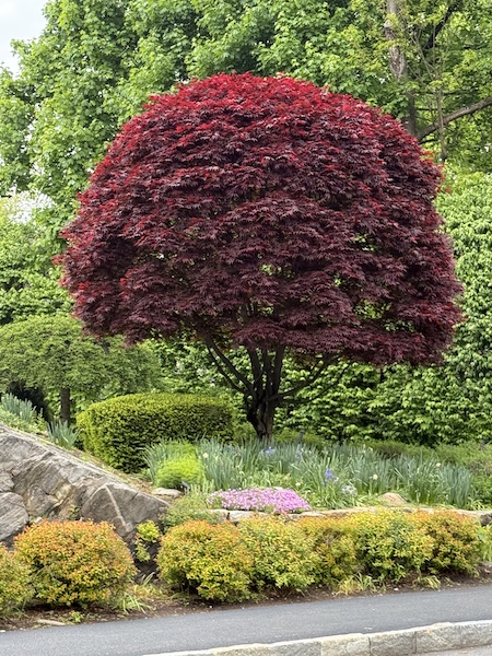redmaple