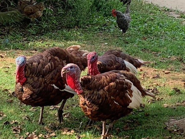 Turkeys