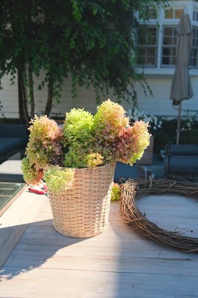 HydrangeasBucket