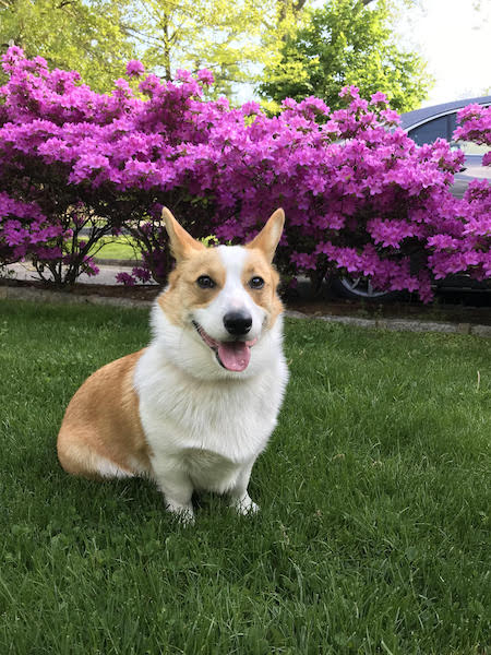 corgiazaleas