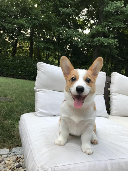 corgioutside