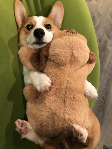 corgipillow