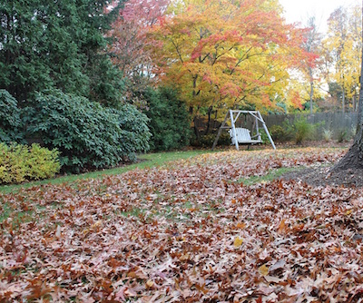 Leaf Mulch Mowing Before