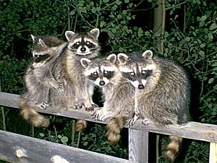 racoons