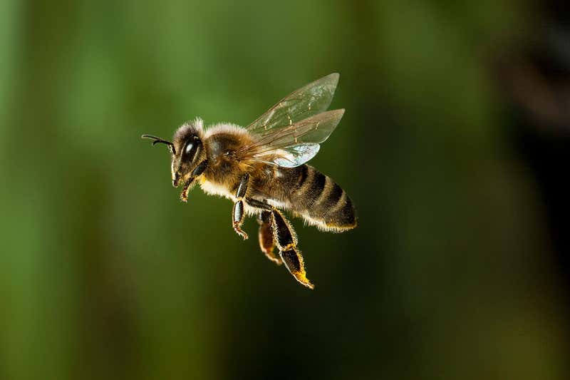 bee