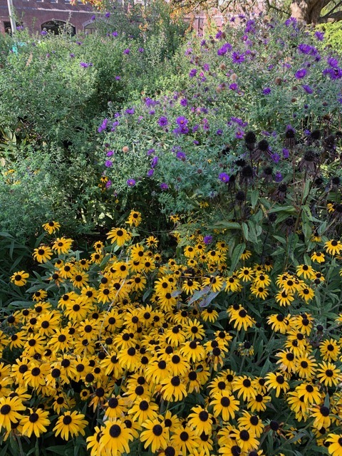 blackeyesusans