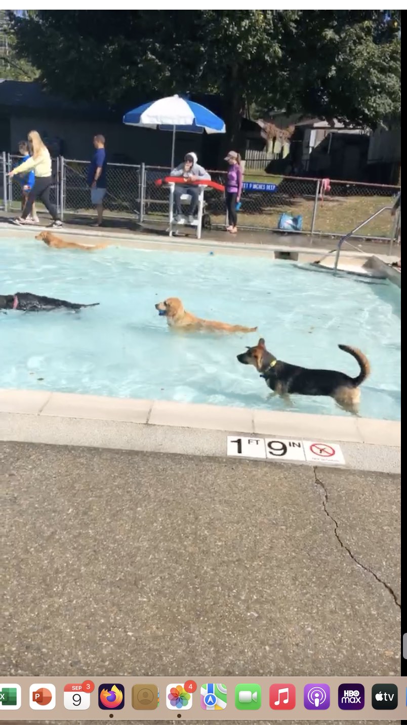 dogswimgreenburgh