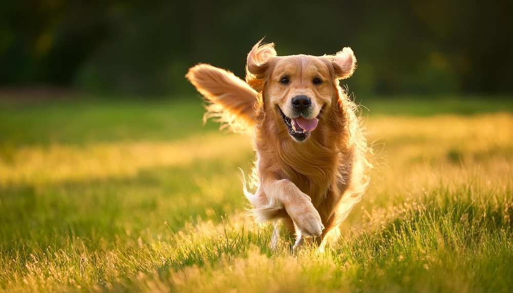 goldenretriever