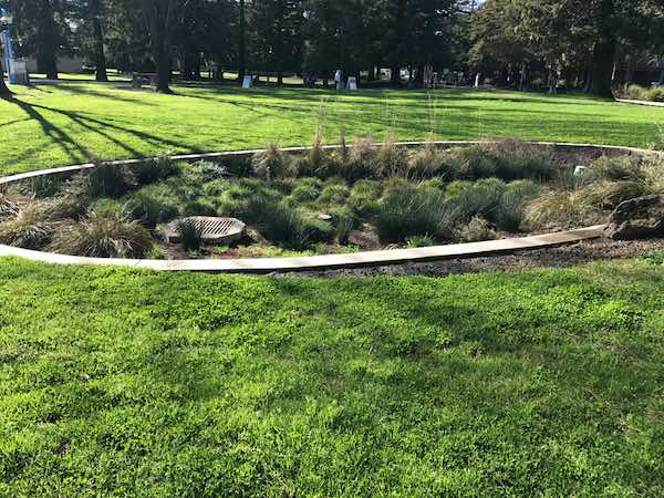 raingarden