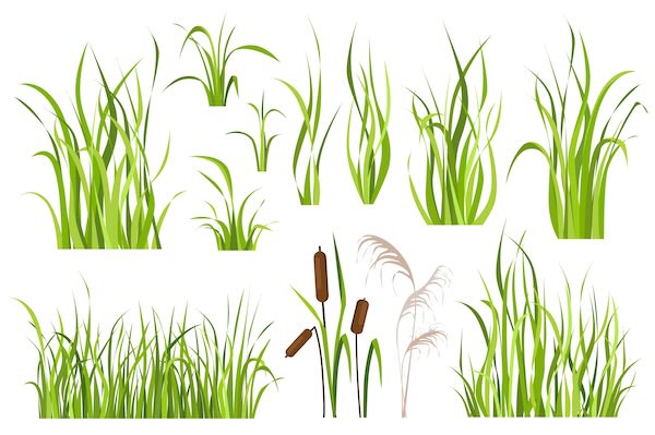 wetlands