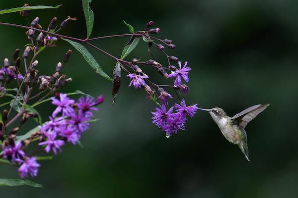 ThalerHummingbird ThalerHummingbird