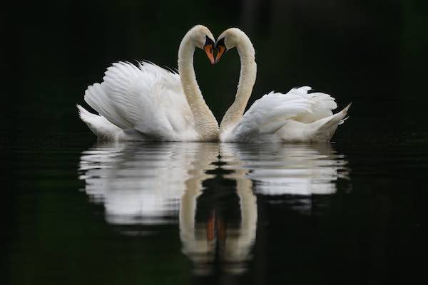 ThalerSwans ThalerSwans