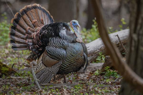 ThalerTurkey ThalerTurkey