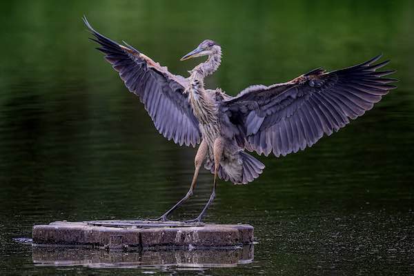 Thalerbird2 Thalerbird2