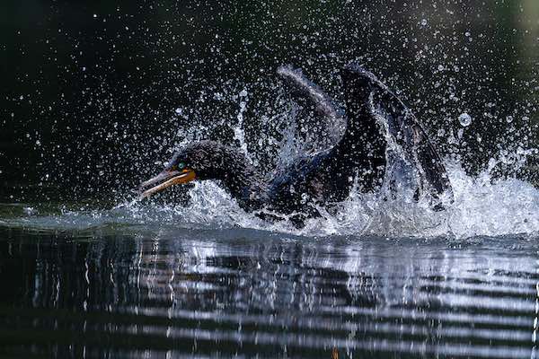 thalerwater thalerwater