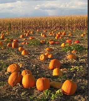 pumpkinpatch